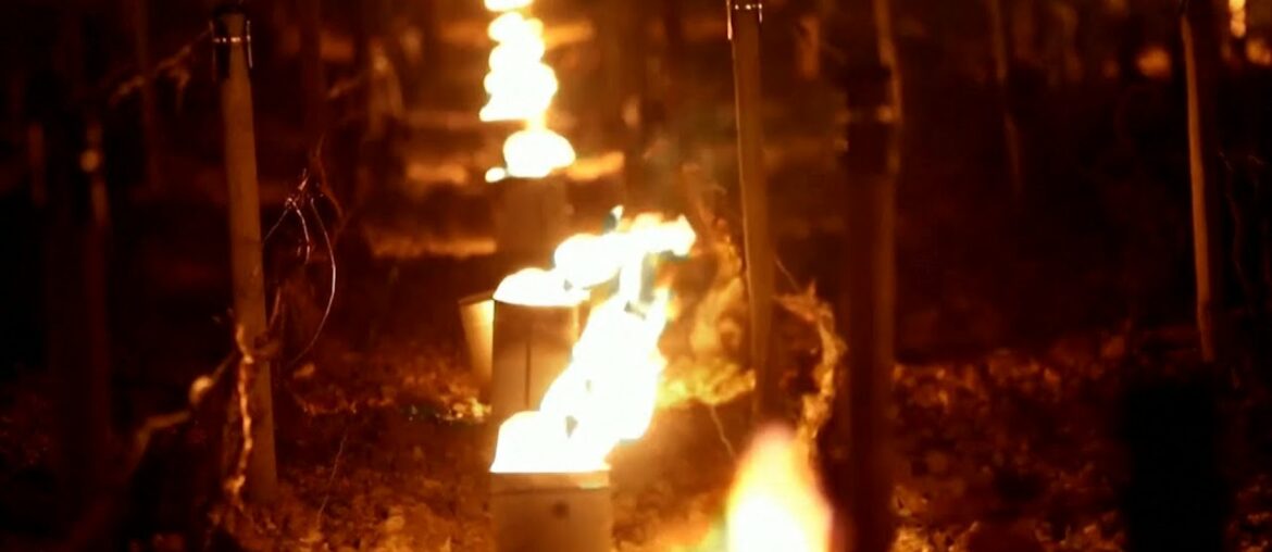 French winemakers use large candles to fight against frost
