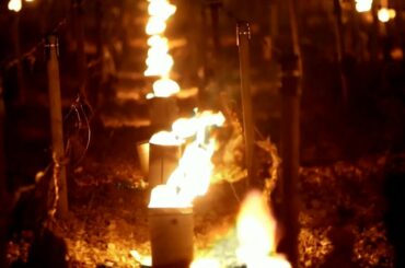 French winemakers use large candles to fight against frost