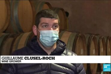 French winemakers count cost of 'worst frost in decades'
