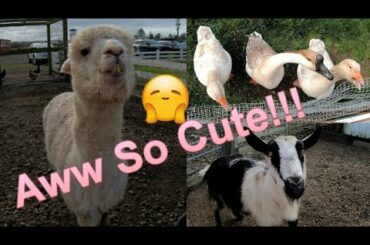 Aww Cute Animals | A Phenomenal Petting Zoo