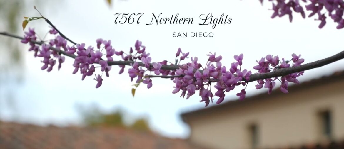 7467 Northern Lights - Julie Feld - 619-417-3638