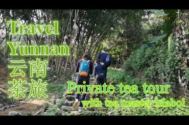 Yunnan travel private Jingmai Ancient Tea mountains' Trip