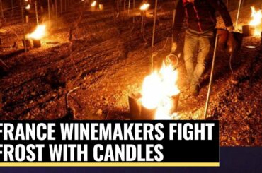 French winemakers deploy candles and heaters to save vines from frost - News 360 Tv