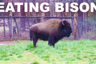 The argument for eating bison (buffalo) meat