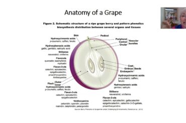 TASTE Talks: Wine Wednesday: Cabernet Sauvignon