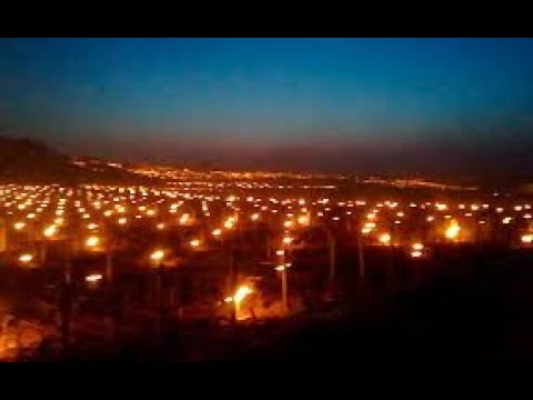 France Declares EMERGENCY as Freak Cold Snap WIPES OUT 1/3 of Wine Crop & Other Produce! France Declares EMERGENCY as Freak Cold Snap WIPES OUT 1/3 of Wine Crop & Other Produce!