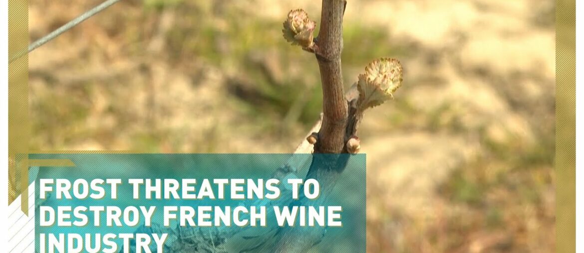 Frost threatens to destroy French wine industry Frost threatens to destroy French wine industry