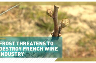 Frost threatens to destroy French wine industry