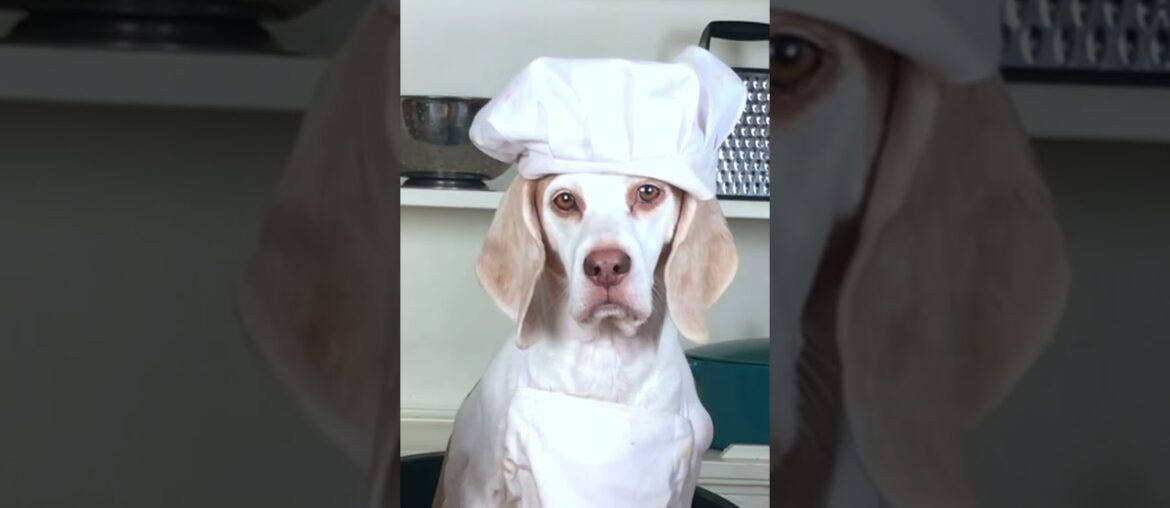 Dog Makes Gourmet Dinner #shorts: Chef Dog Maymo Dog Makes Gourmet Dinner #shorts: Chef Dog Maymo