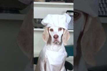 Dog Makes Gourmet Dinner #shorts: Chef Dog Maymo