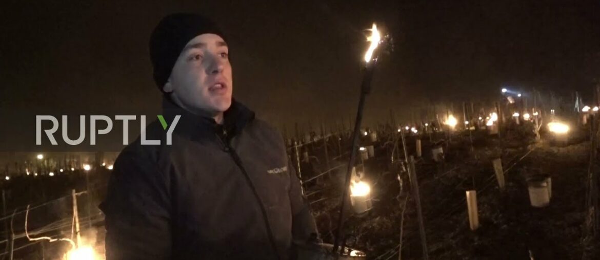 France: Winegrowers use hundreds of heaters to save vines amid sub-zero temperatures France: Winegrowers use hundreds of heaters to save vines amid sub-zero temperatures