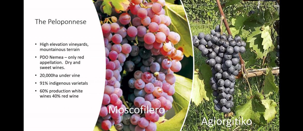 St. Vasilios Philoptochos ‘A Wine Tour of Greece’ Webinar