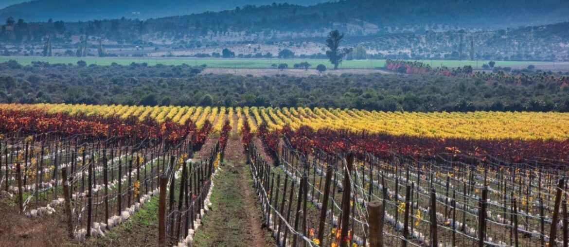 The Online Wine Tasting Club – Wines of Chile The Online Wine Tasting Club - Wines of Chile