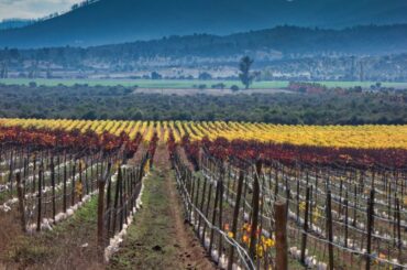 The Online Wine Tasting Club - Wines of Chile