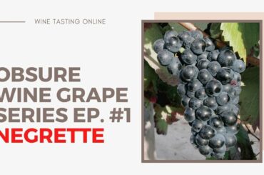The Obscure Wine Grape Series - Ep.#1 - Negrette