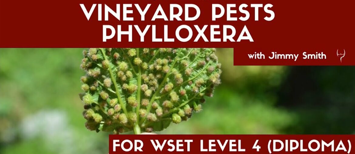 WSET L4 Mastering Pests: Phylloxera WSET L4 Mastering Pests: Phylloxera