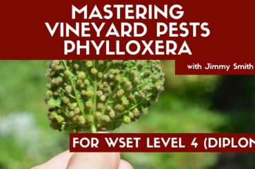 WSET L4 Mastering Pests: Phylloxera