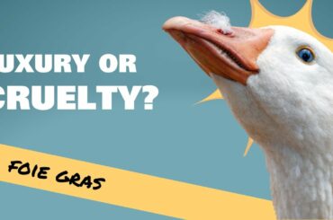 Foie Gras. Luxury food or Cruel Food?
