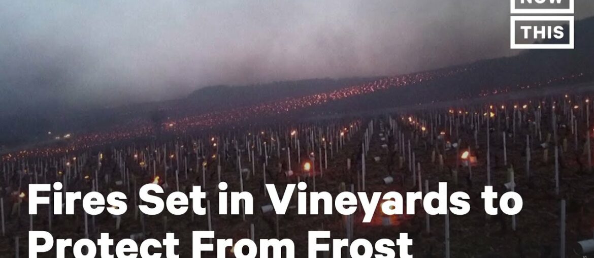 French Winemakers Burn Candles in Vineyards to Protect Them French Winemakers Burn Candles in Vineyards to Protect Them