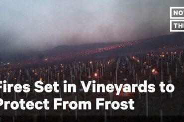 French Winemakers Burn Candles in Vineyards to Protect Them