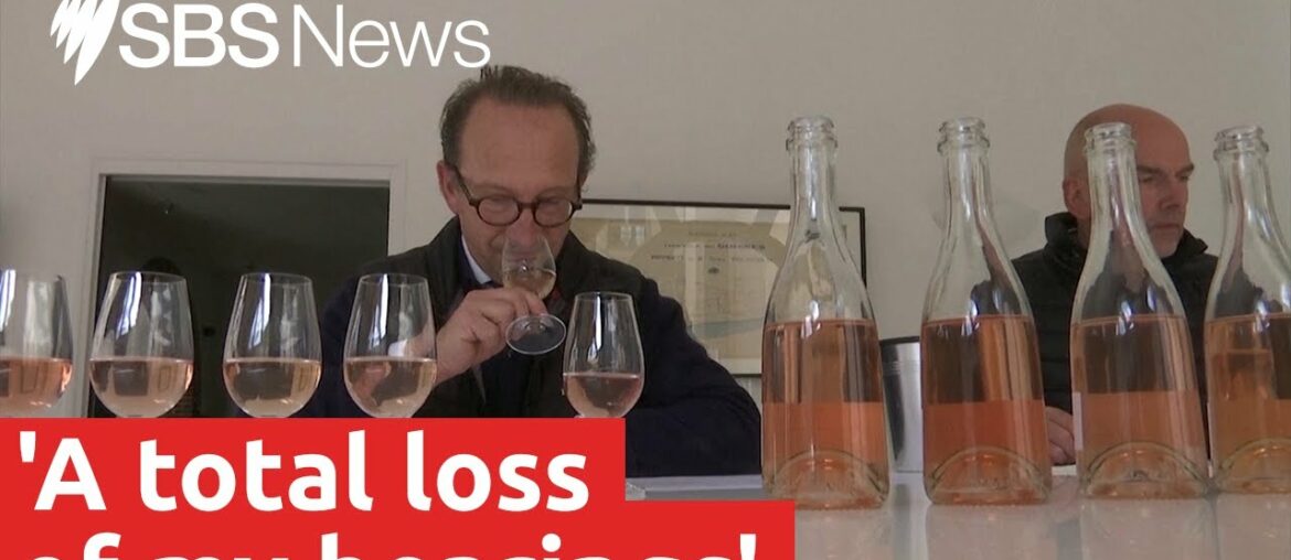 French oenologists retrain after losing taste to COVID-19 | SBS News