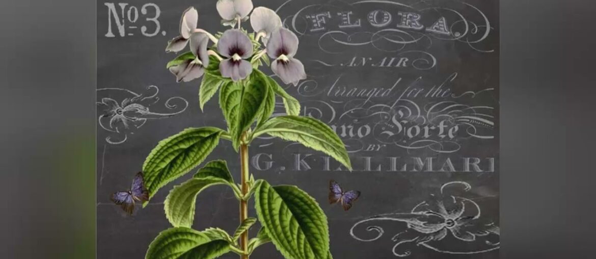 Big Sale Monahan Papers 50 French Country Disposable Black and Lavender Paper Placemats for Table | Big Sale Monahan Papers 50 French Country Disposable Black and Lavender Paper Placemats for Table |