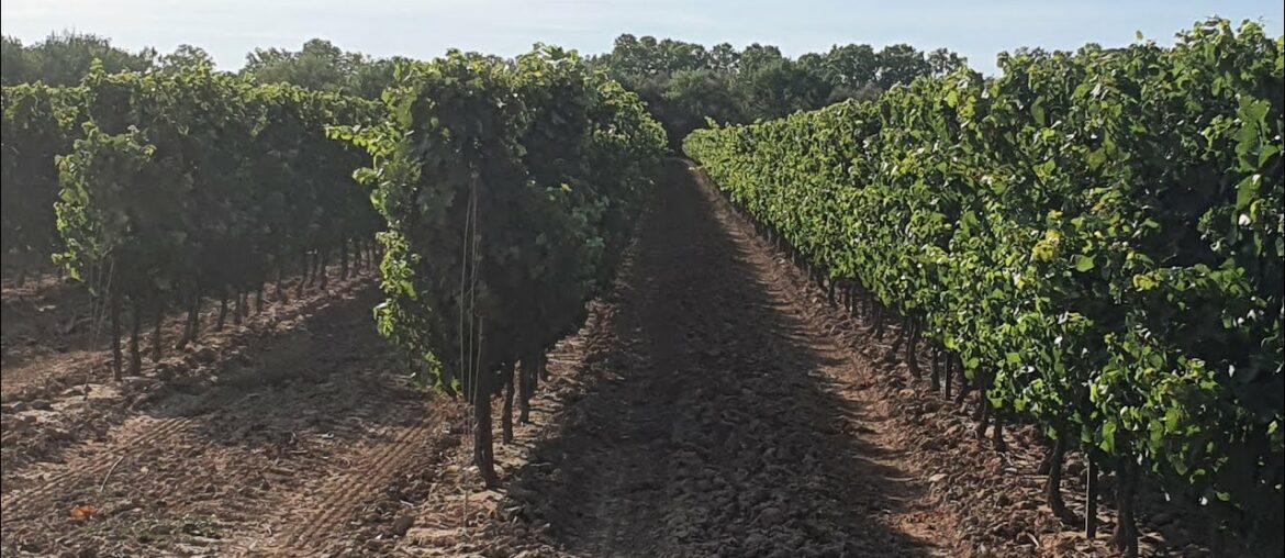 Picpoul De Pinet: Women's Wine Tradition Picpoul De Pinet: Women's Wine Tradition