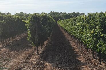 Picpoul De Pinet: Women's Wine Tradition