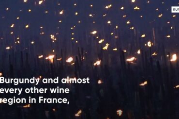 France: Winegrowers use hundreds of heaters to save vines amid sub-zero temperatures