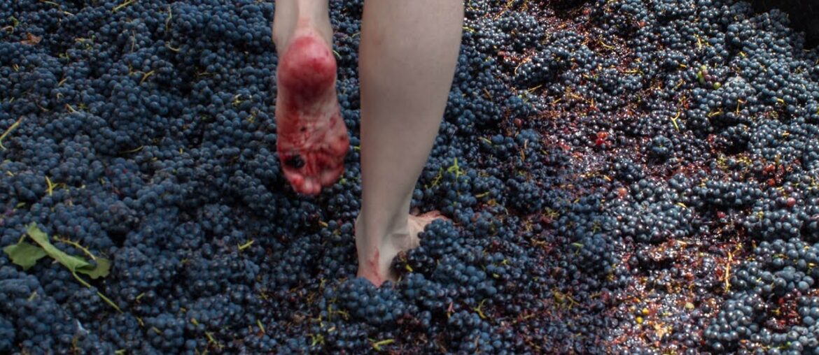 Squeeze grapes by your feet! – pigeage – red wine making – #shorts Squeeze grapes by your feet! - pigeage - red wine making - #shorts