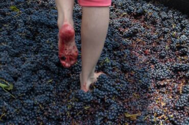 Squeeze grapes by your feet! - pigeage - red wine making - #shorts