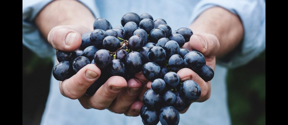 Michael Olivier Talking Wine Landskroon Cinsaut 2019