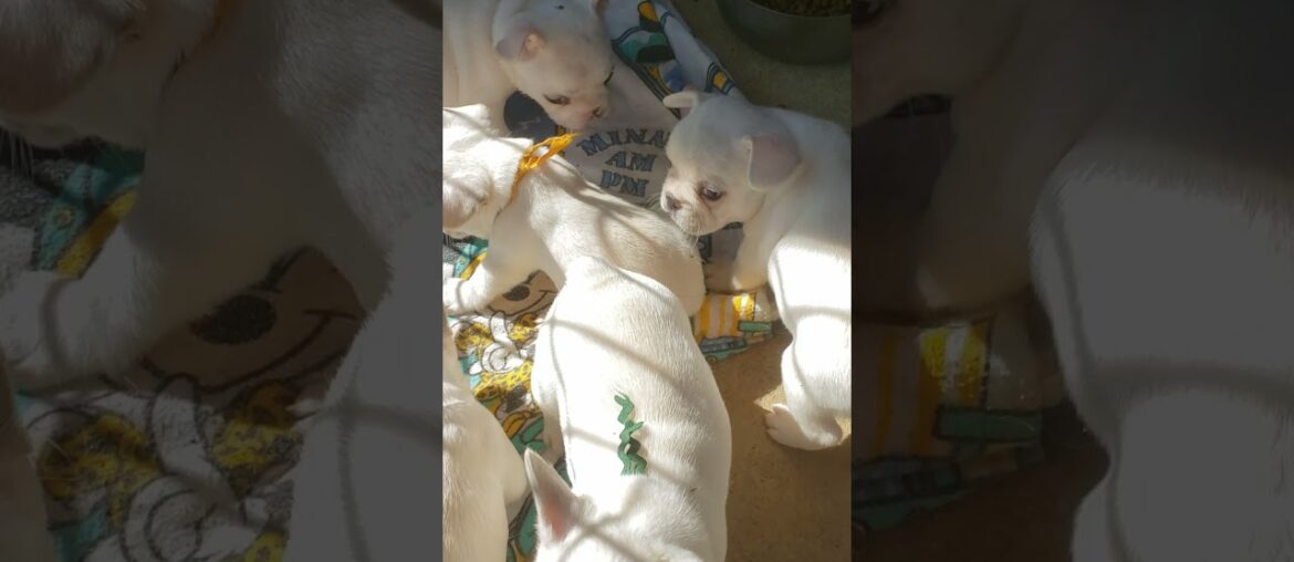 Chablis French Bulldog Babies MAY 2021