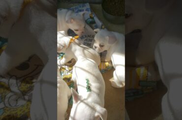 Chablis French Bulldog Babies MAY 2021