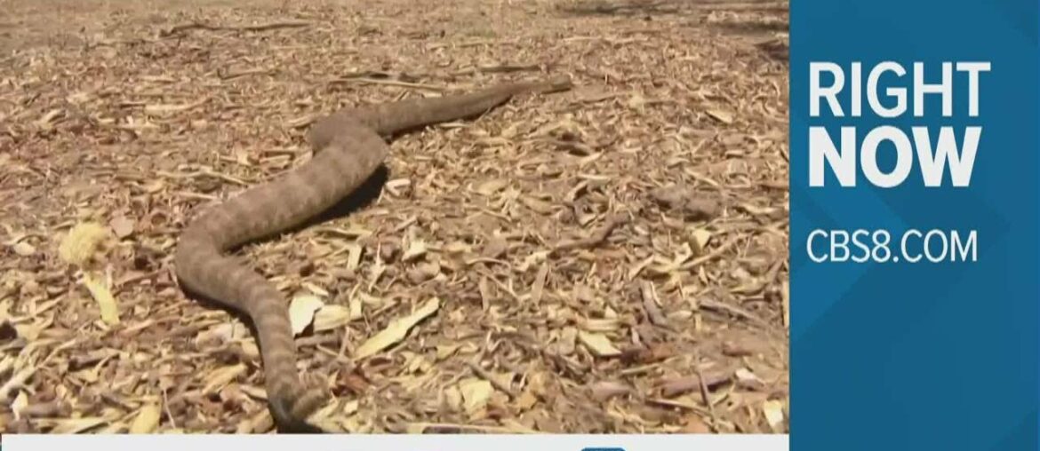 Right now with cbs8.com | What people are talking about online on Tuesday, May 4, 2021