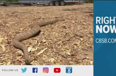 Right now with cbs8.com | What people are talking about online on Tuesday, May 4, 2021