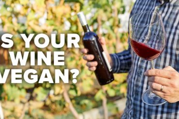 A conversation about vegan wine, climate change & sustainability (with Laurent Miquel)