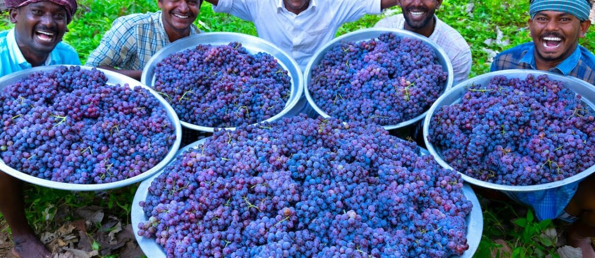 GRAPE JUICE | 100 KG Grapes | Natural Pure Healthy Fruit Juice Making In Village | Juice Recipe