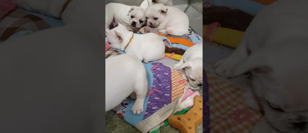 Chablis French Bulldog puppies