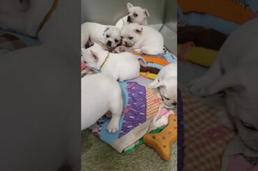 Chablis French Bulldog puppies