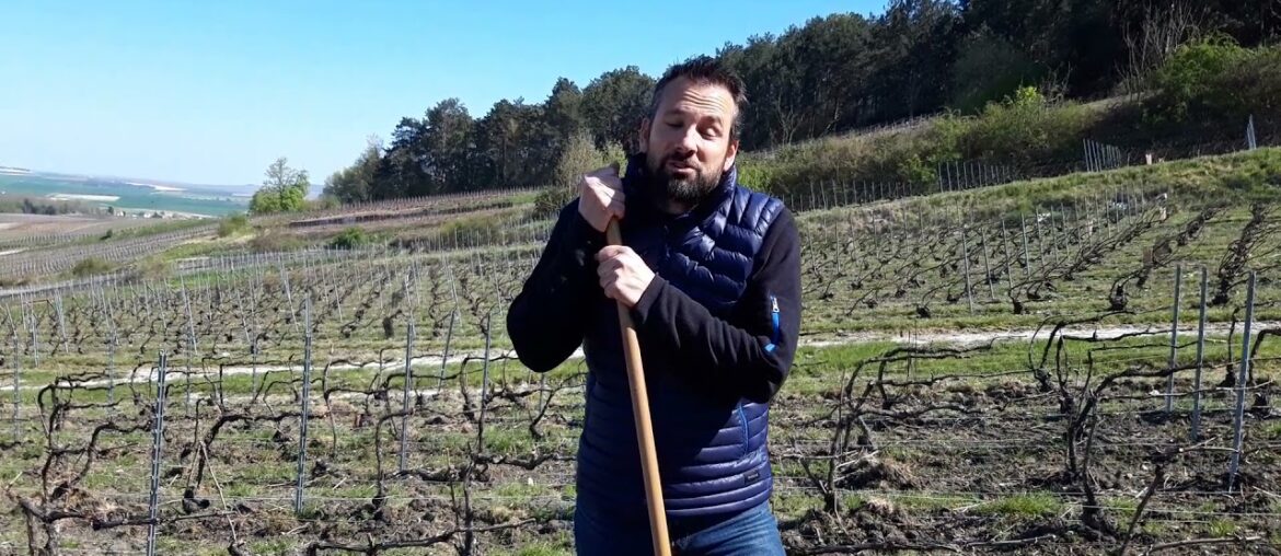 Champagne Hervieux-Dumez from Champagne, France