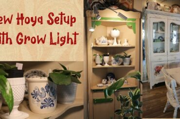 Living Room Setup for Hoyas | New Vintage Shabby Chic Dining Room