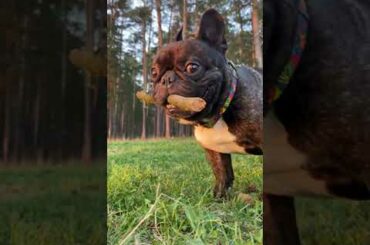 French bulldog holds its prey in its paws | #Shorts