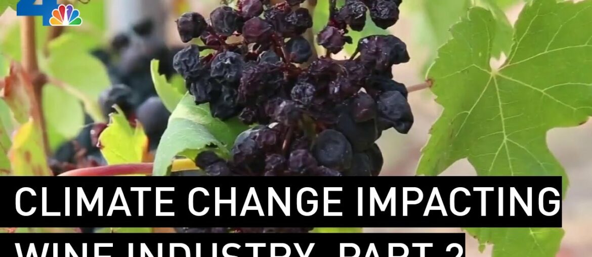 Climate Change is Impacting the Wine Industry, Part 2 | NBCLA