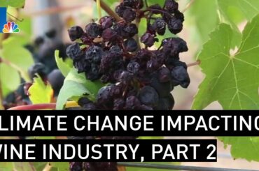 Climate Change is Impacting the Wine Industry, Part 2 | NBCLA