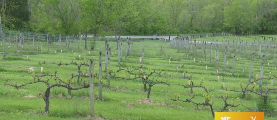 GDL: Discover the Spirits of Kentucky: Chrisman Mill Vineyards & Winery