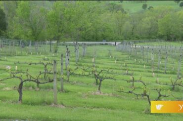 GDL: Discover the Spirits of Kentucky: Chrisman Mill Vineyards & Winery