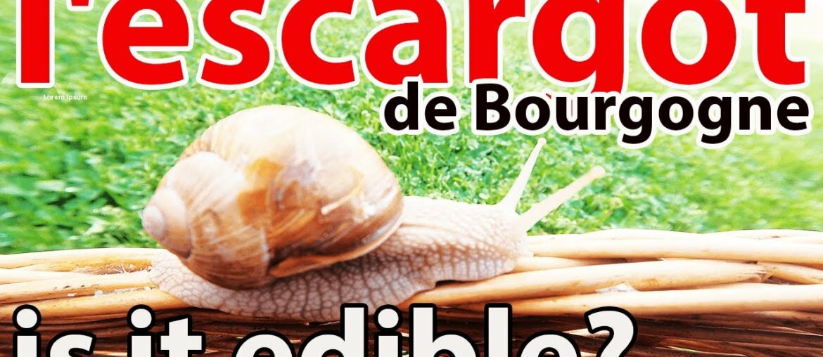 GRAPE SNAILS or ESCARGOT!  French food or HOW to cook ESCARGOT! Detailed RECIPE!