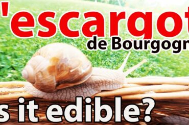 GRAPE SNAILS or ESCARGOT!  French food or HOW to cook ESCARGOT! Detailed RECIPE!