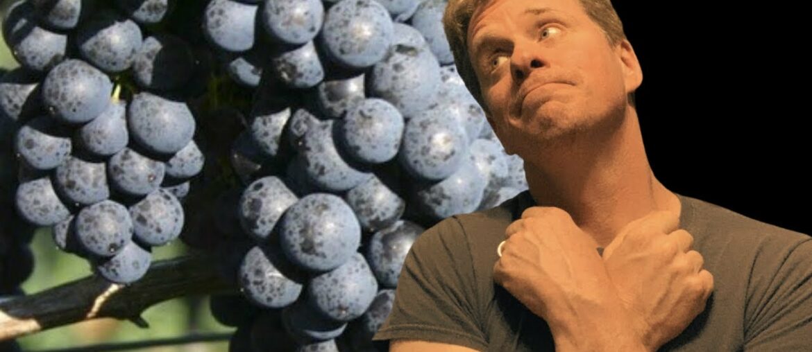 PETIT VERDOT | The Wine Grape You Need to Be Drinking Now PETIT VERDOT | The Wine Grape You Need to Be Drinking Now